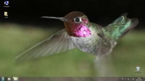 тема Hummingbirds