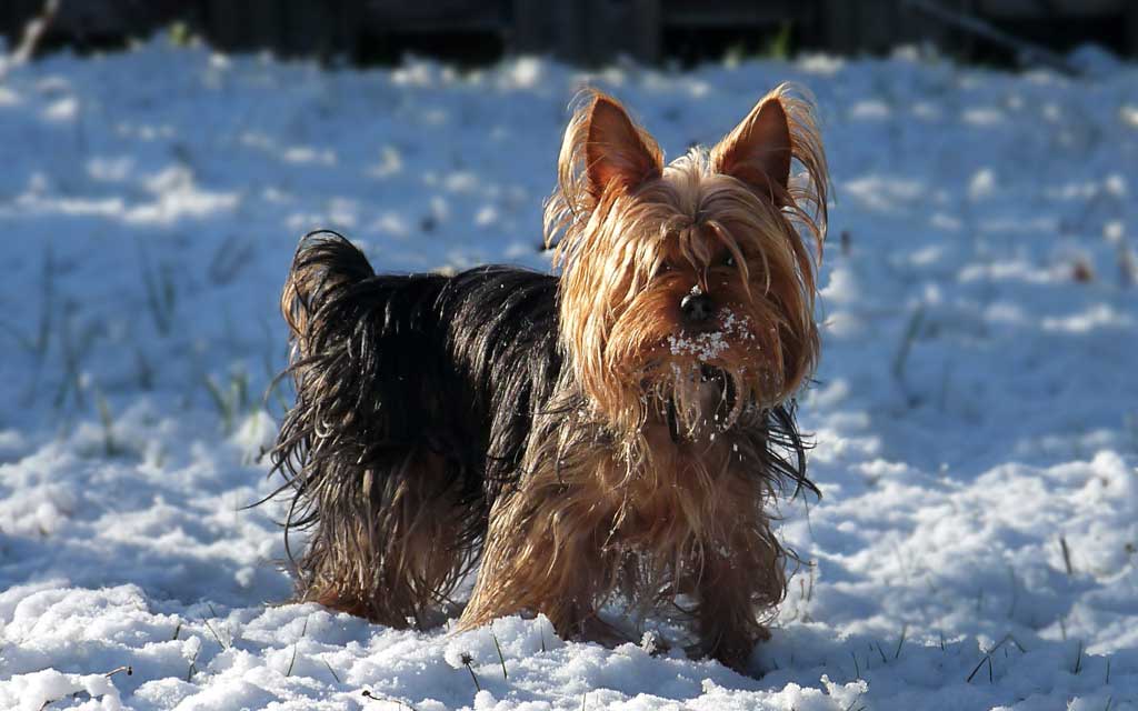Тема Dogs In Winter