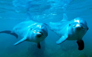 Тема Dolphins