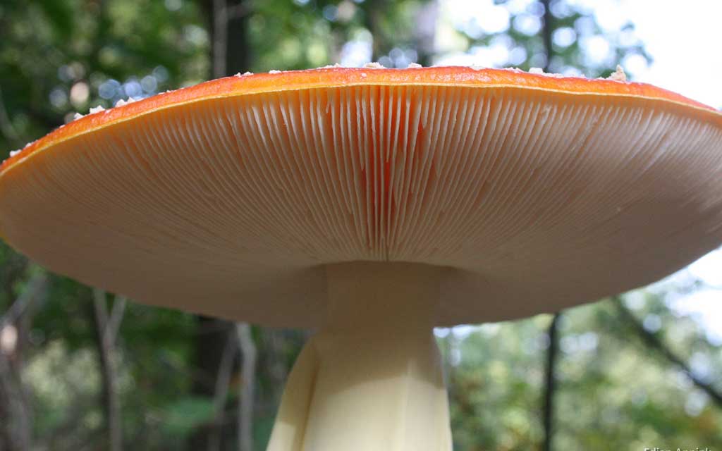 Тема Mushrooms