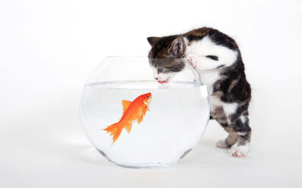 Тема Cat And Fish