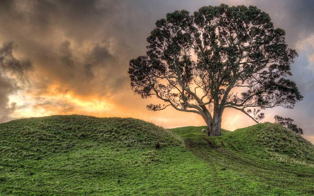 Тема New Zealand Landscapes: One Tree Hill