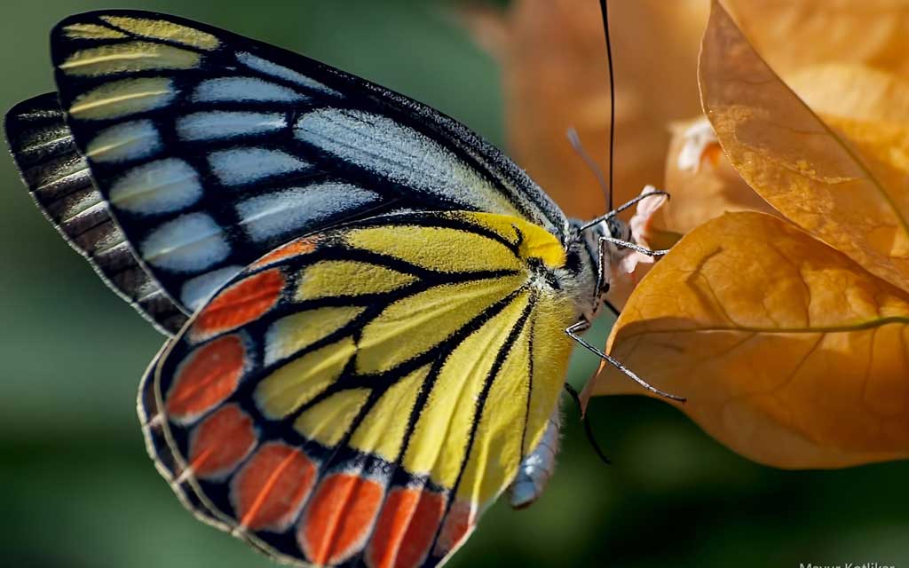 Тема Butterflies of Nagpur