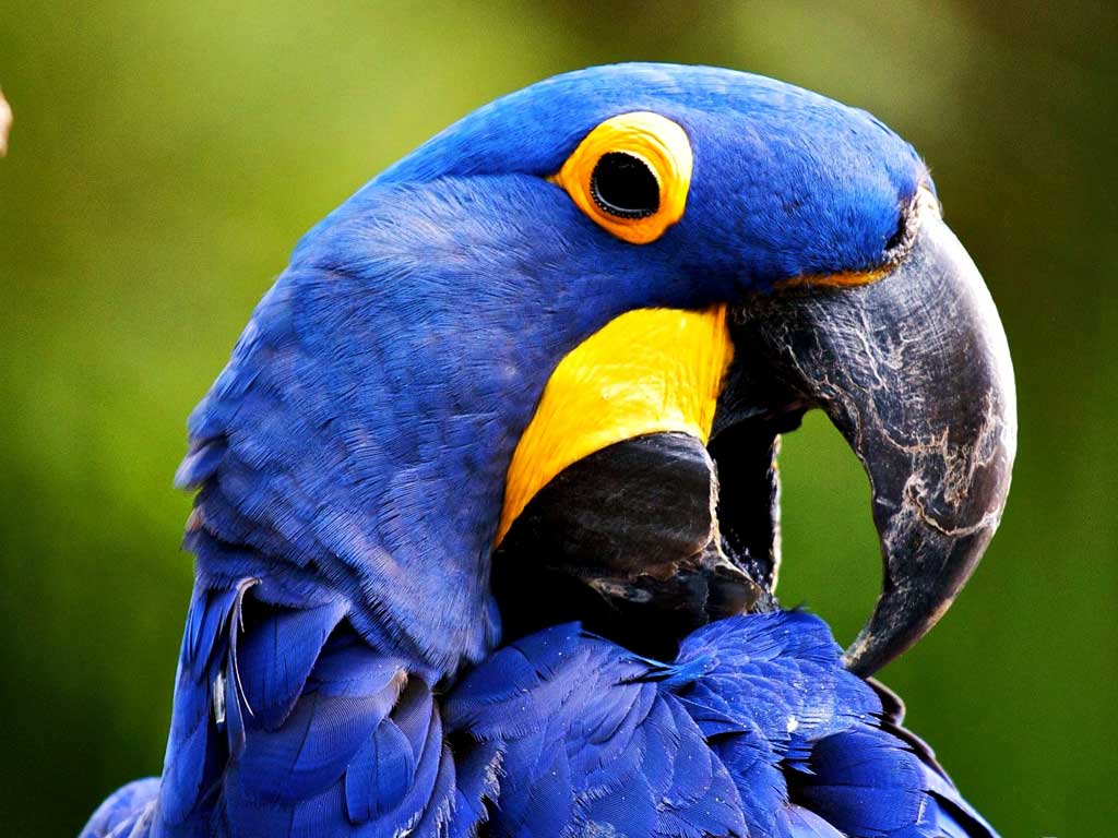Тема Macaw